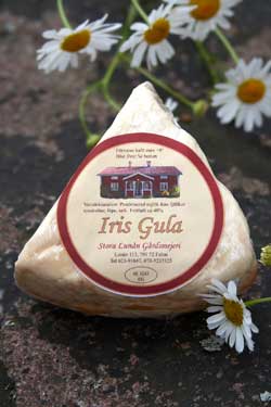 Iris gula